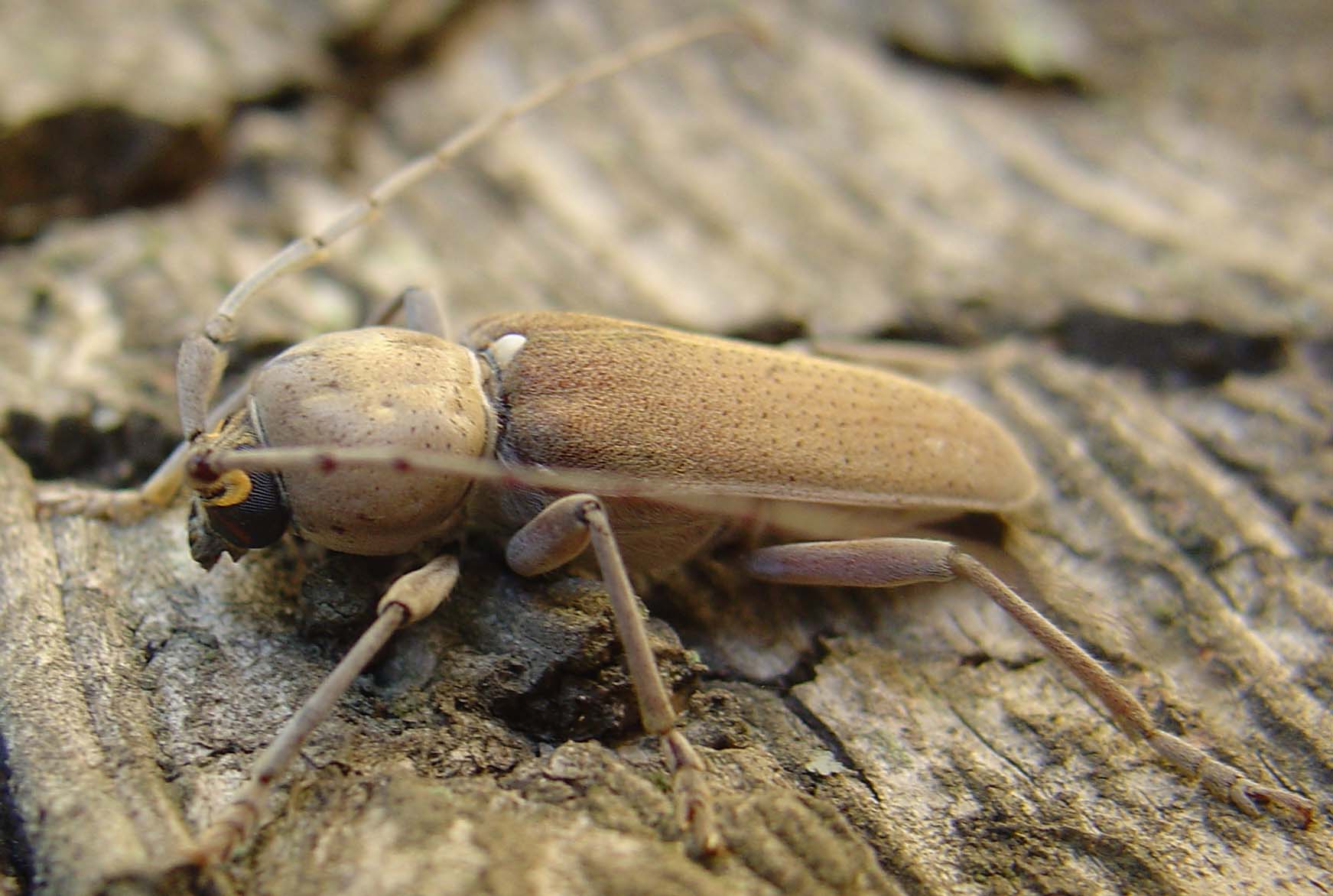 CERAMBYCINAE da identificare: Hesperophanes sericeus